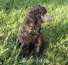 A photo of Sunridge Gallant Midnight Warrior, a silver standard poodle