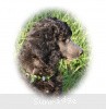 A photo of Sunridge Gallant Midnight Warrior, a silver standard poodle