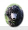 A photo of Sunridge Gallant Midnight Warrior, a silver standard poodle