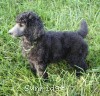 A photo of Sunridge Gallant Midnight Warrior, a silver standard poodle