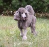 A photo of Sunridge Midnight Moondance, a silver standard poodle