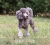 A photo of Sunridge Midnight Moondance, a silver standard poodle