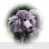 A photo of Sunridge Midnight Moondance, a silver standard poodle