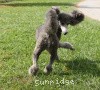 A photo of Sunridge Midnight Moondance, a silver standard poodle