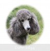 A photo of Sunridge Midnight Moondance, a silver standard poodle