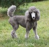 A photo of Sunridge Midnight Moondance, a silver standard poodle