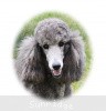 A photo of Sunridge Midnight Moondance, a silver standard poodle