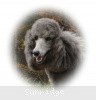 A picture of Sunridge Midnight Moondance, a silver standard poodle