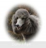 A photo of Sunridge Midnight Moondance, a silver standard poodle