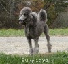 A photo of Sunridge Midnight Moondance, a silver standard poodle