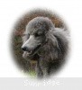 A photo of Sunridge Midnight Moondance, a silver standard poodle