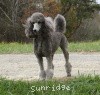 A photo of Sunridge Midnight Moondance, a silver standard poodle