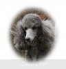 A photo of Sunridge Midnight Moondance, a silver standard poodle