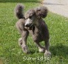 A photo of Sunridge Midnight Moondance, a silver standard poodle