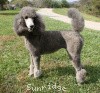 A photo of Sunridge Midnight Moondance, a silver standard poodle