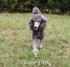 A photo of Sunridge Midnight Moondance, a silver standard poodle