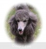 A photo of Sunridge Midnight Moondance, a silver standard poodle