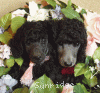 A photo of Sunridge Midnight Moondance, a silver standard poodle