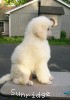 A photo of Mount Bethel's Polar Bear Midnight, GCH, CH, a white standard poodle