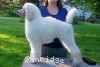 A picture of Mount Bethel's Polar Bear Midnight, GCH, CH, a white standard poodle