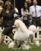 A picture of Mount Bethel's Polar Bear Midnight, GCH, CH, a white standard poodle