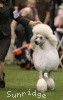 A photo of Mount Bethel's Polar Bear Midnight, GCH, CH, a white standard poodle