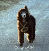 A photo of Sunridge Gallant Midnight Warrior, a silver standard poodle