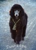 A photo of Sunridge Gallant Midnight Warrior, a silver standard poodle