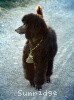 A photo of Sunridge Gallant Midnight Warrior, a silver standard poodle