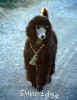 A photo of Sunridge Gallant Midnight Warrior, a silver standard poodle