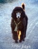 A photo of Sunridge Gallant Midnight Warrior, a silver standard poodle