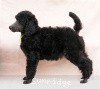 A photo of Sunridge Twilight Over Mount Bethel, a blue standard poodle