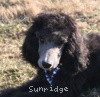 A photo of Sunridge Midnight Warrior Prince, a silver standard poodle