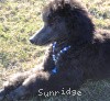 A photo of Sunridge Midnight Warrior Prince, a silver standard poodle