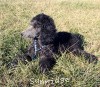 A photo of Sunridge Midnight Warrior Prince, a silver standard poodle