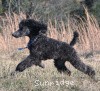 A photo of Sunridge Midnight Warrior Prince, a silver standard poodle