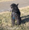 A photo of Sunridge Midnight Warrior Prince, a silver standard poodle