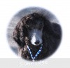 A photo of Sunridge Midnight Warrior Prince, a silver standard poodle