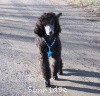 A photo of Sunridge Midnight Warrior Prince, a silver standard poodle