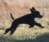 A photo of Sunridge Midnight Warrior Prince, a silver standard poodle