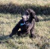 A photo of Sunridge Midnight Warrior Prince, a silver standard poodle