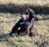 A photo of Sunridge Midnight Warrior Prince, a silver standard poodle