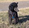 A picture of Sunridge Midnight Warrior Prince, a silver standard poodle
