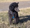 A photo of Sunridge Midnight Warrior Prince, a silver standard poodle