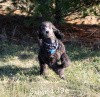 A photo of Sunridge Midnight Warrior Prince, a silver standard poodle