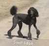 A photo of X. Skye of Sunridge, a blue standard poodle