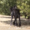 A photo of X. Firefly Of Sunridge, a blue standard poodle