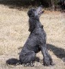 A photo of X. Skye of Sunridge, a blue standard poodle