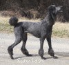 A photo of X. Skye of Sunridge, a blue standard poodle