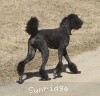 A photo of X. Skye of Sunridge, a blue standard poodle